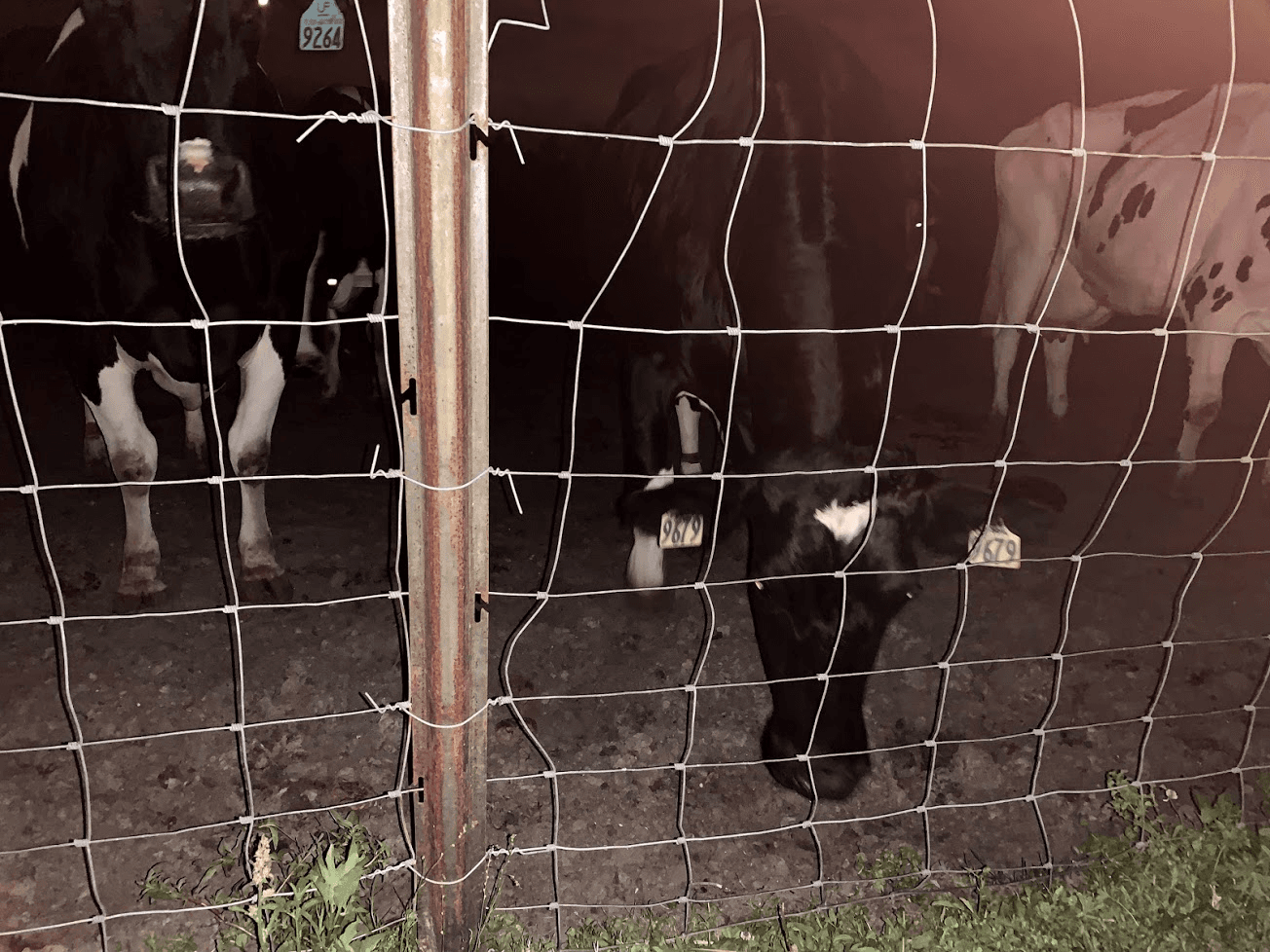 Made some friends!